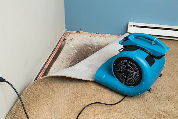 Best Mold removal after water damage  in Ogden, KS